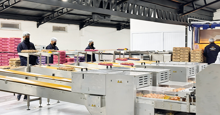 modern yumurta üretiminde yüksek teknolojinin rolü