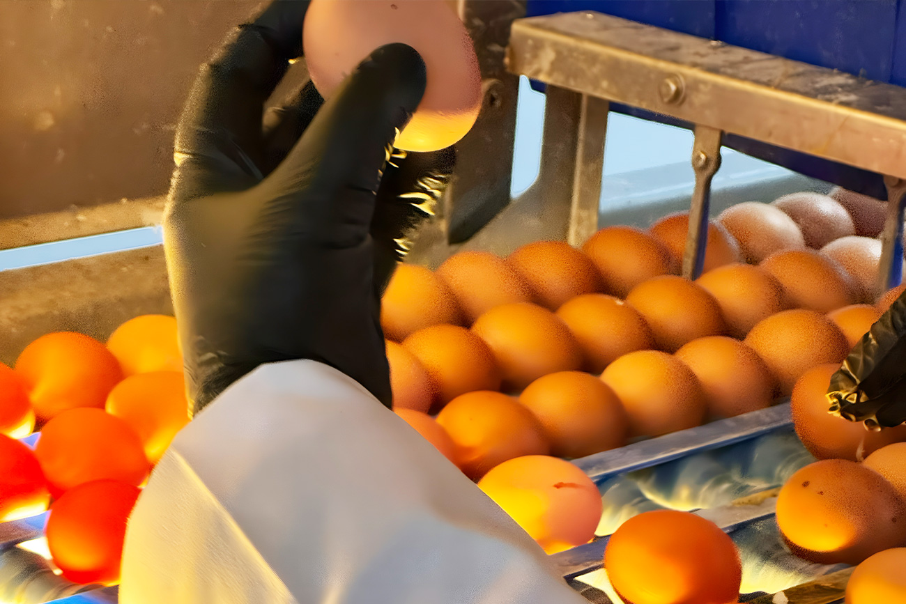 neden endican yumurta